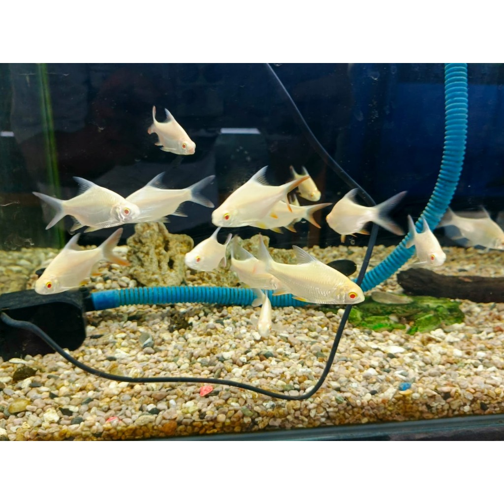 Ikann Kapiat Albino Ikan Kaviat Albino 7-8 cm