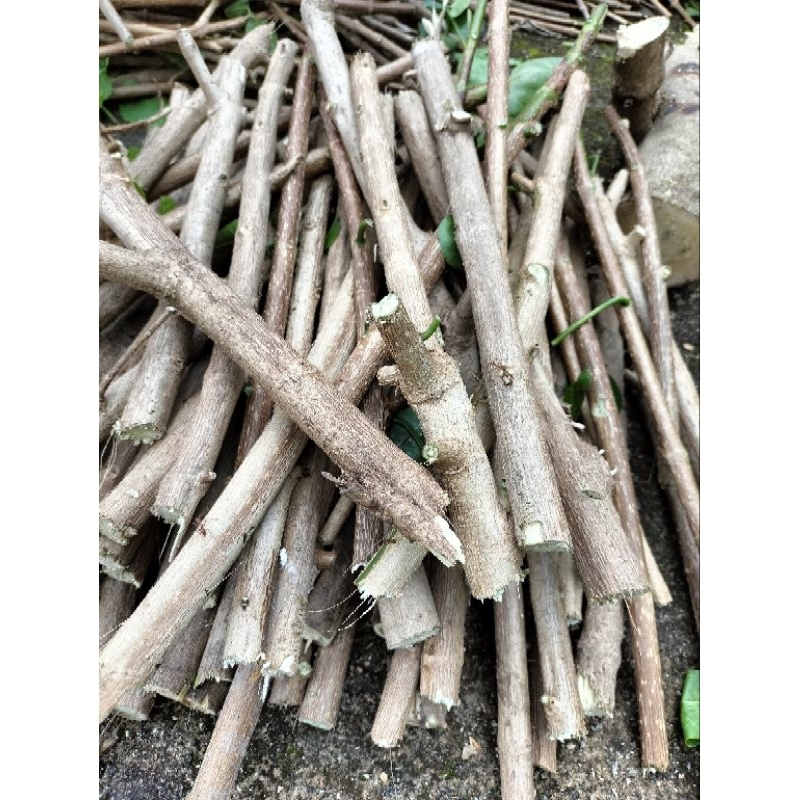 STEK BAHAN BONSAI SANCANG