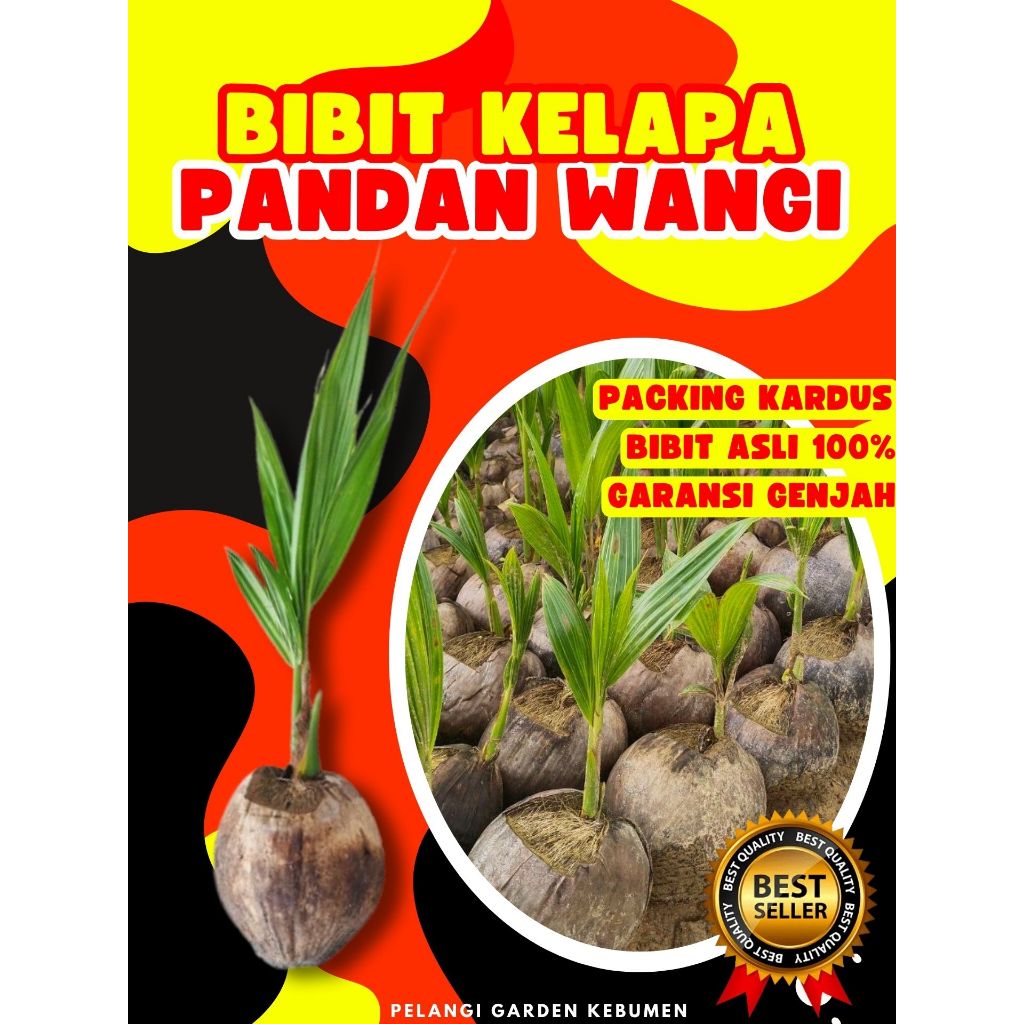 HASIL MELIMPAH  Bibit Kelapa Pandan Wangi Durian, Bibit Kelapa Pandan Wangi F1