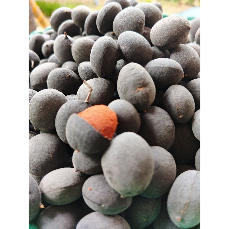 

ASAM MANIS KERANJI 125gr FRESH