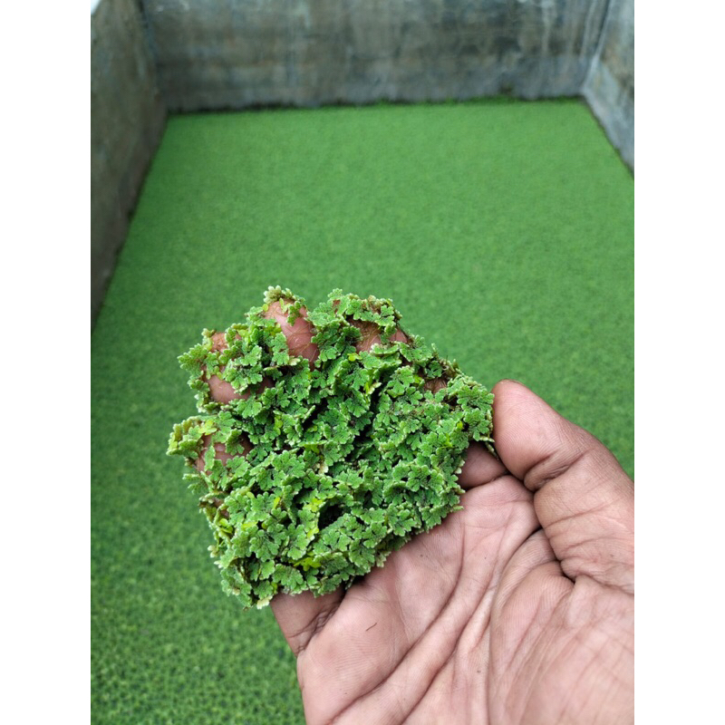 Ready Azolla microphylla/ bibit azolla / indukan azolla /