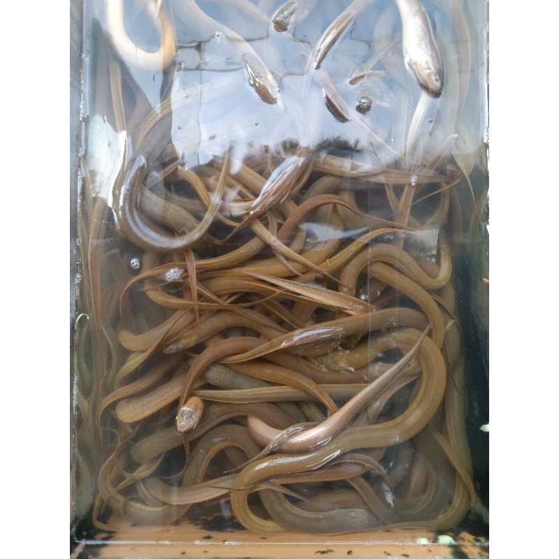 

BELUT KECIL 1 KG ISI 30/50 EKOR
