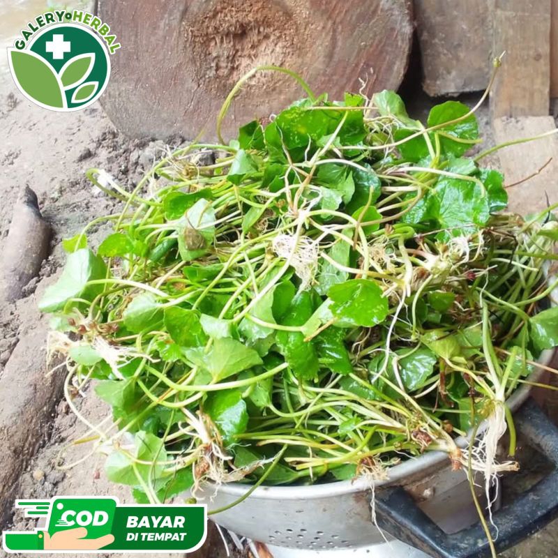 

Lalapan Daun Pegagan Segar 500gr / Daun Pegagan Herbal / Daun Antanan