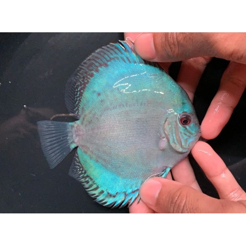Ikan Discus Blue Diamond Size 2 Inc Up