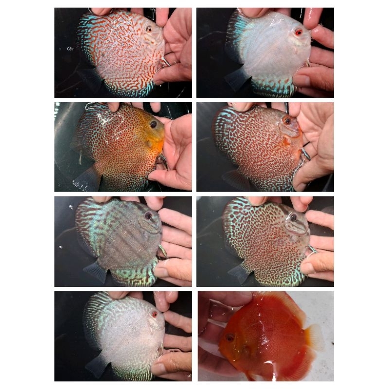 Ikan Discus 2,5 Inc Paketan 10 Ekor Jenis Mix