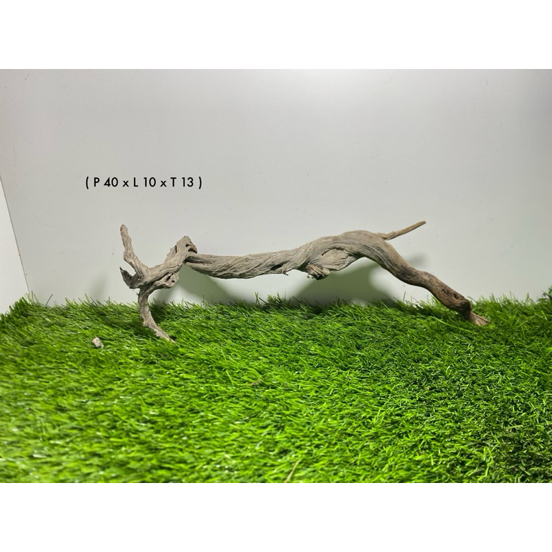 kayu aquascape santigi laut