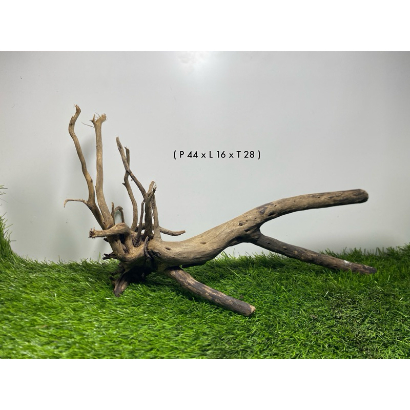 kayu santigi laut akuarium