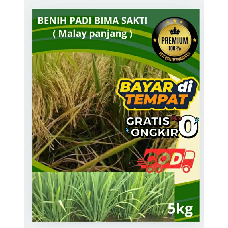 Benih Bibit Padi Bima sakti (Malay Panjang) COD Kemasan 5Kg