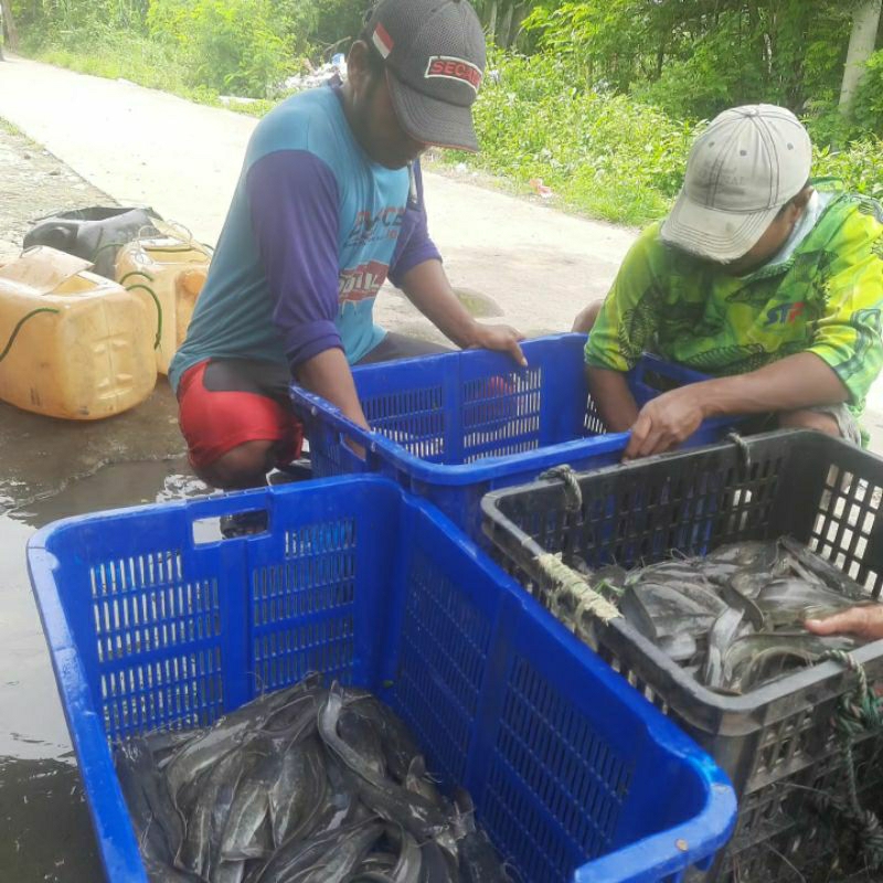 

Ikan Lele Segar (Fresh)