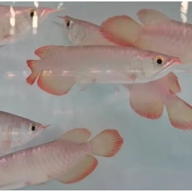 Arowana Super Red Aneka Ukuran - Ikan Hias Aquarium