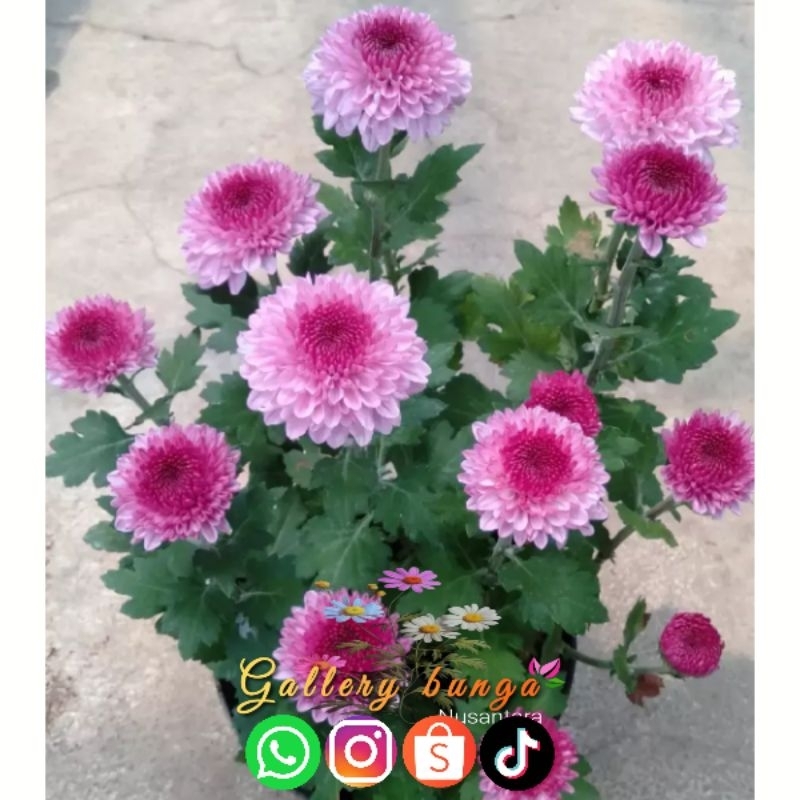 Bunga krisan ungu lolipop