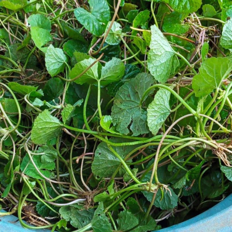 

Daun Pegagan Segar / Daun Antanan Lalapan Herbal / Daun Pegagan Sayur