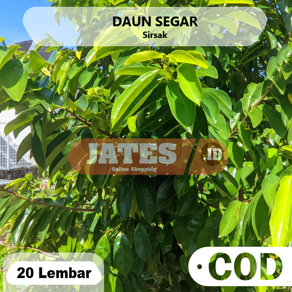 

Daun Sirsak 20 Herbal Segar