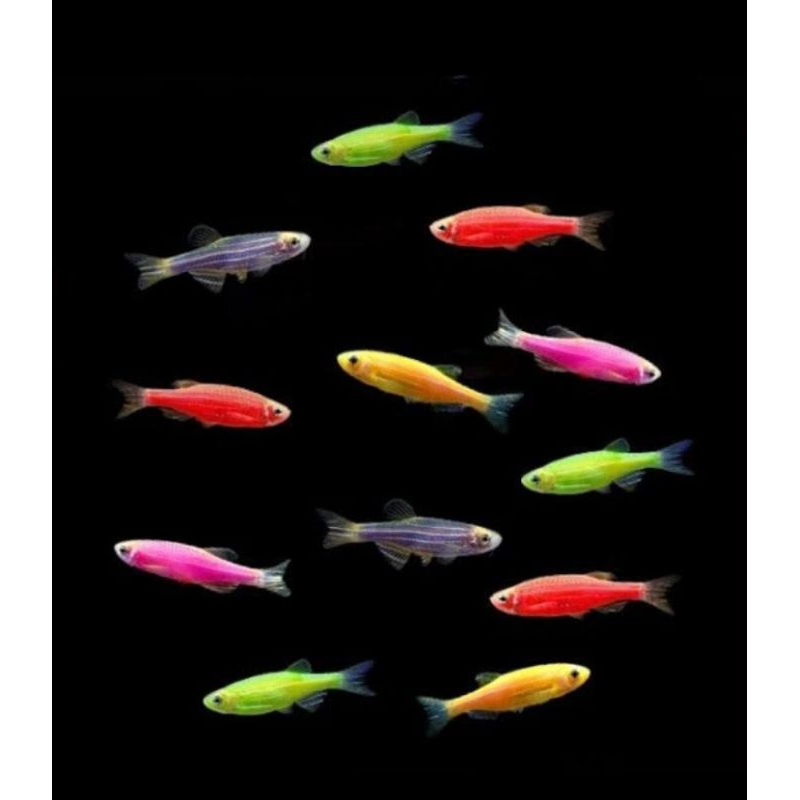 

HIASAN AQUARIUM/DANIO GLOWFISH