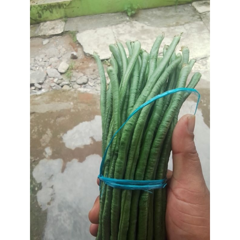 

kacang panjang kacang lalap kacang pencok petik dadakan/orderan masuk/ pangandaran/nusawiru/Nur'falisha oll shopp