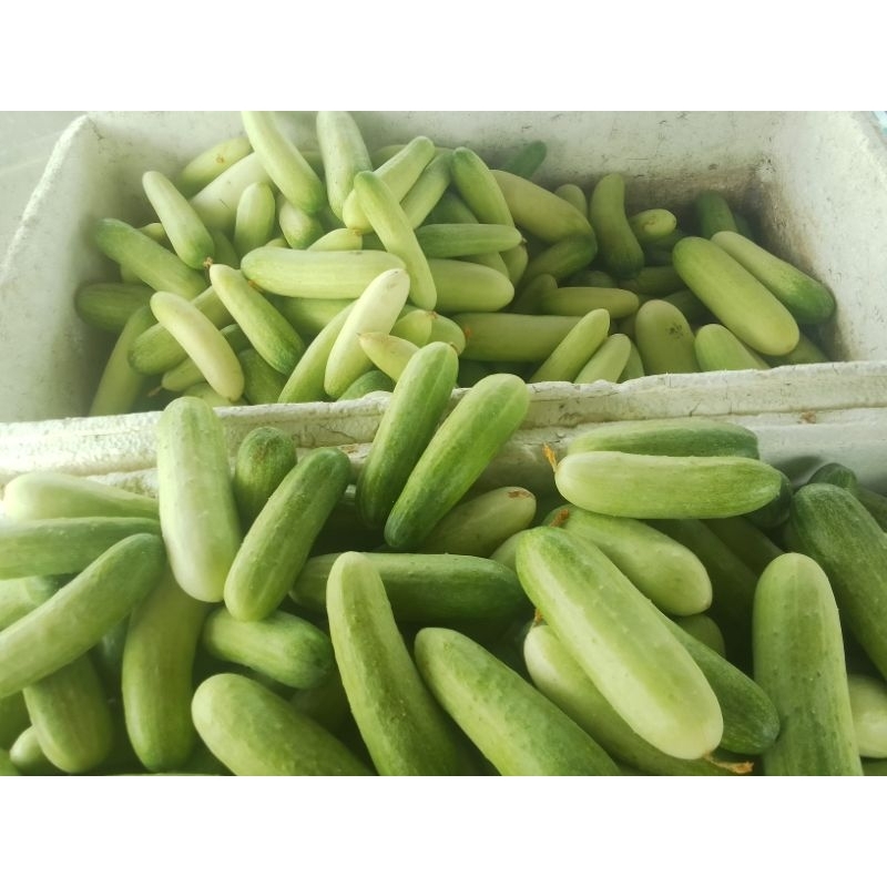 

Buah timun lalap timun sayaru/petik dadakan/order masuk/ pangandaran/nusawiru/Nur'falisha oll shopp
