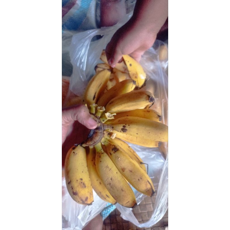 

pisangmasajaib