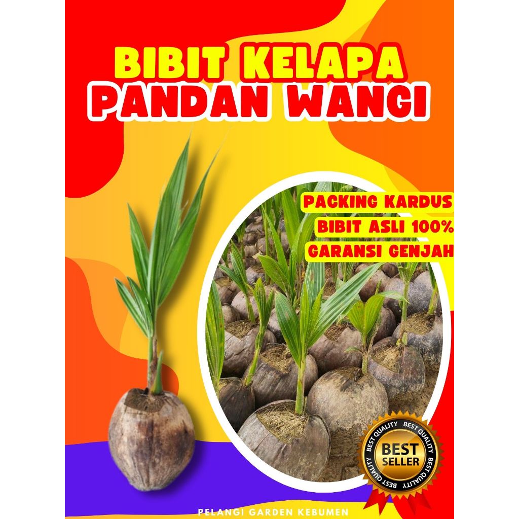 GARANSI KEASLIAN  Pohon Kelapa Pandan Wangi F1, Pohon Kelapa Pandan Wangi Indonesia