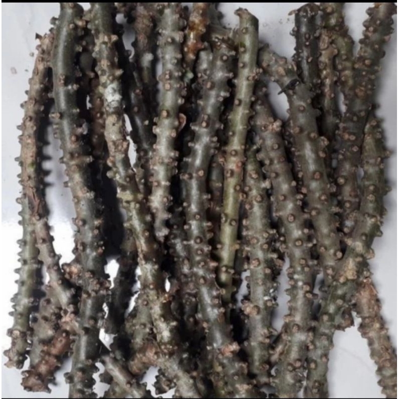 

BROTOWALI SEGAR UNTUK HERBAL SAPIH ASI 500 GRAM