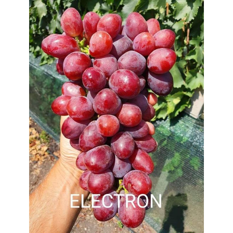 bibit anggur Elektron rs SO4