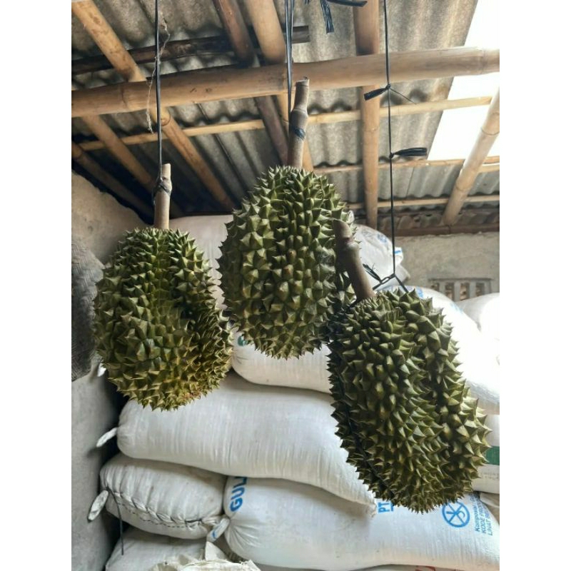 

Durian Bawor Utuh Perbuah Berat 2.1KG - 2.9KG Bergaransi