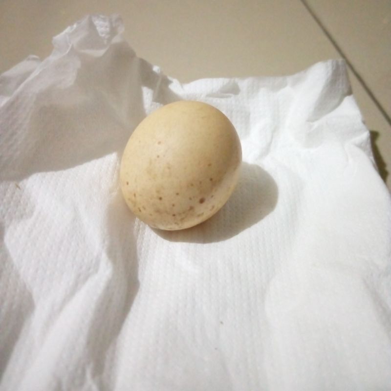 Telur Ayam Jago Jantan limited edition