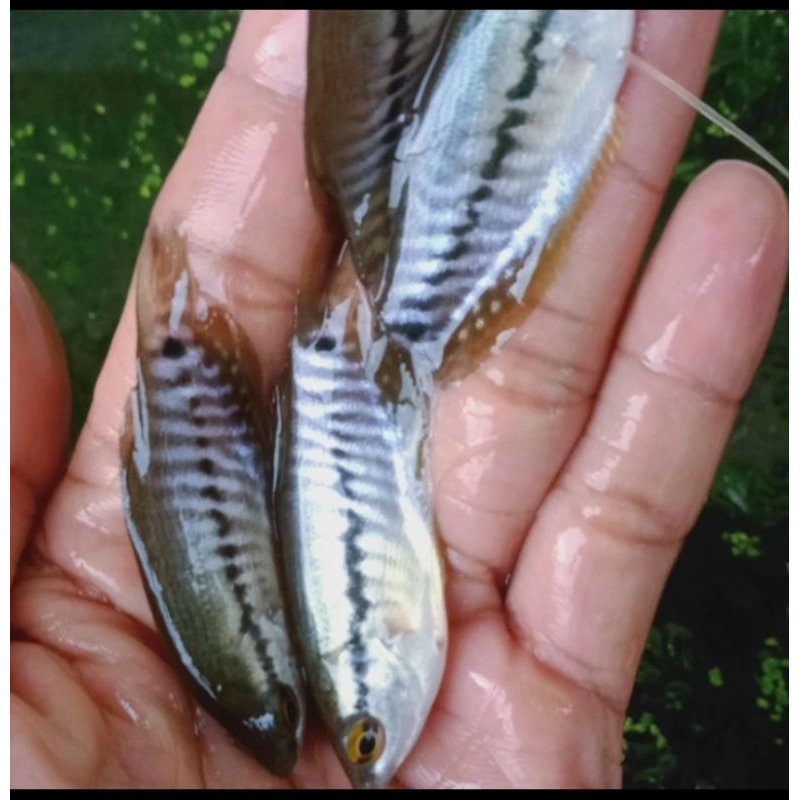 

HIASAN AQUARIUM/SEPAT SIEM