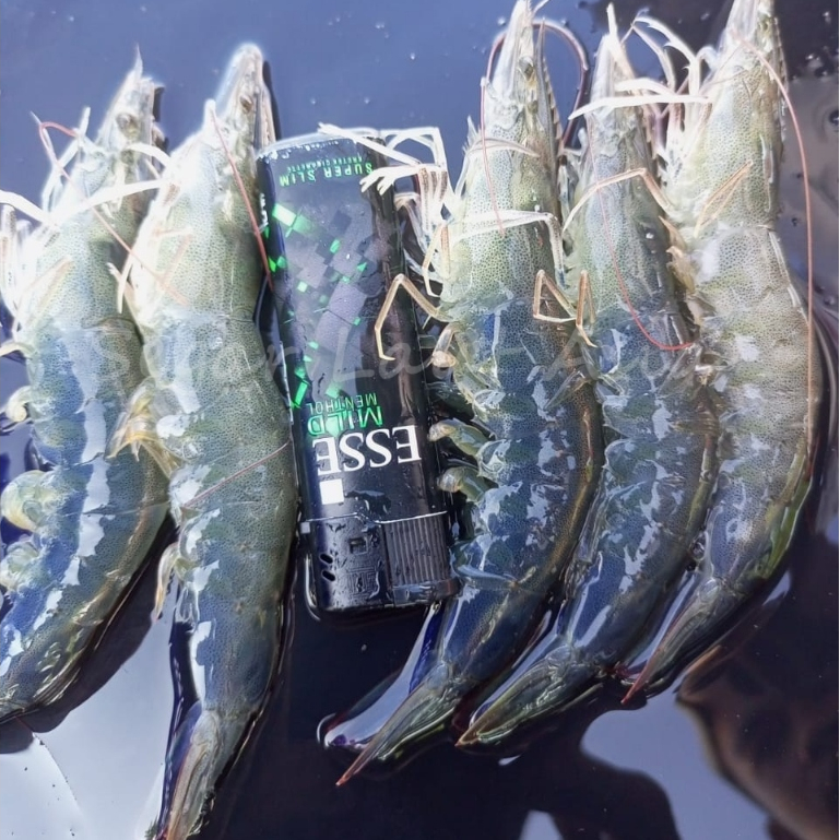 

Udang Vaname Segar Udang Vaname Fresh Isi 30-35 Ekor 1Kg