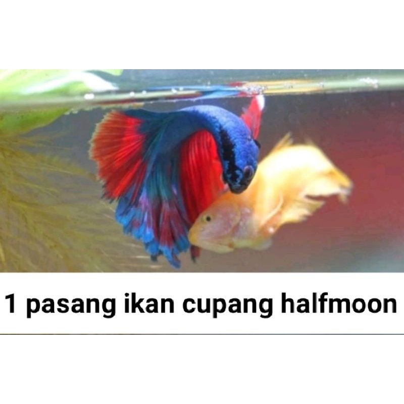 1 PAIR IKAN CUPANG HALF MOON SIAP BREAD