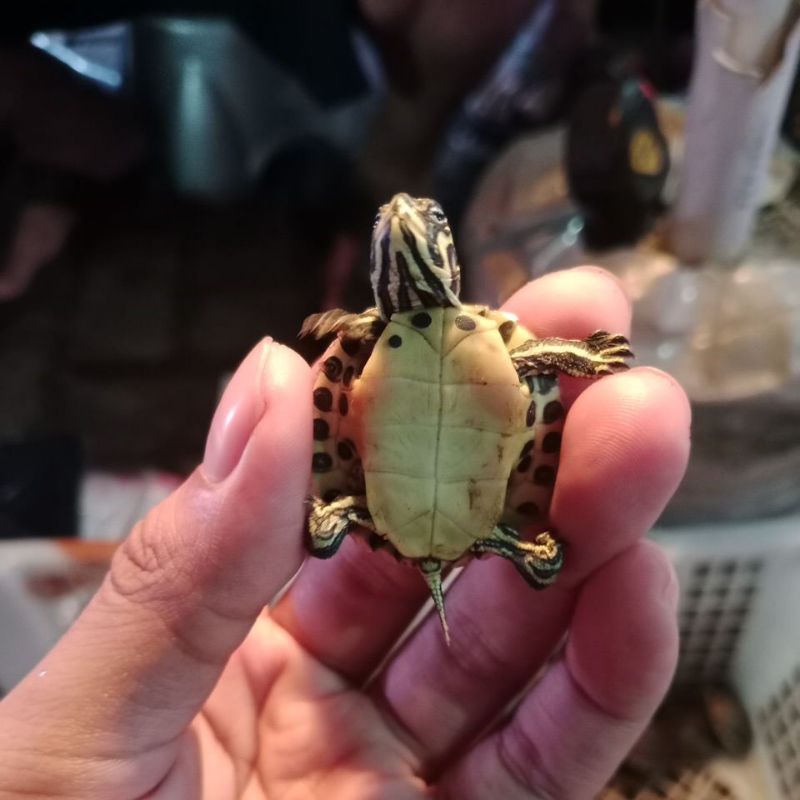 mainan anak anak kura kura yellow belly | hiasan aquarium