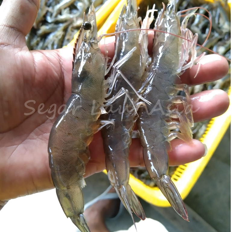 

Udang Vaname Segar Udang Vaname Fresh Utuh Isi 40-45 Ekor Udang Segar 1Kg