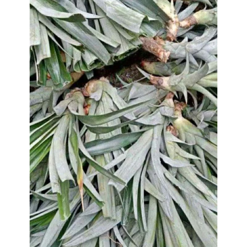 

pineapple 100 batang bibit nanas jumbo