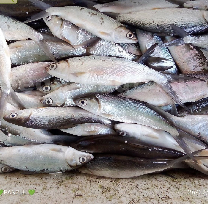 

Ikan Bandeng Segar Ikan Bandeng Ikan Air Tawar Segar Konsumsi 1Kg