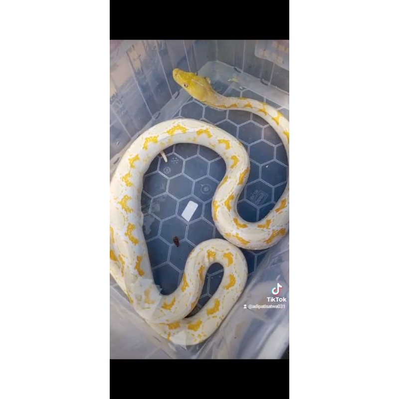 Retic wp albino
