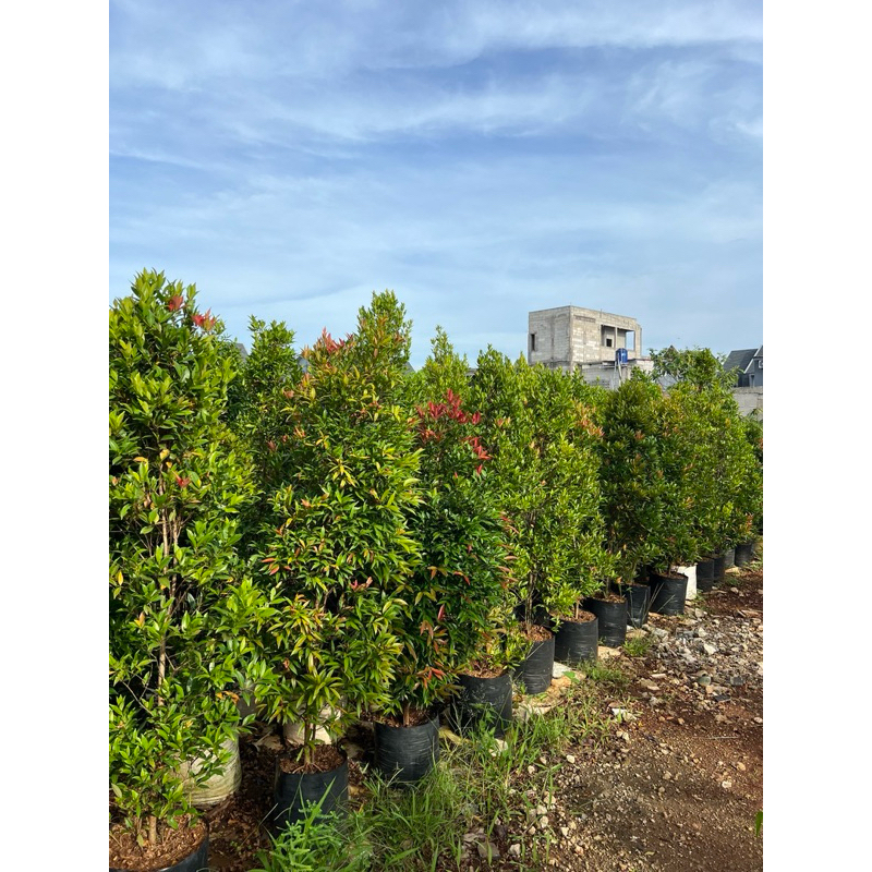 pohon pucuk merah tinggi 2 meter pohon pagar pucuk merah tanaman pucuk merah
