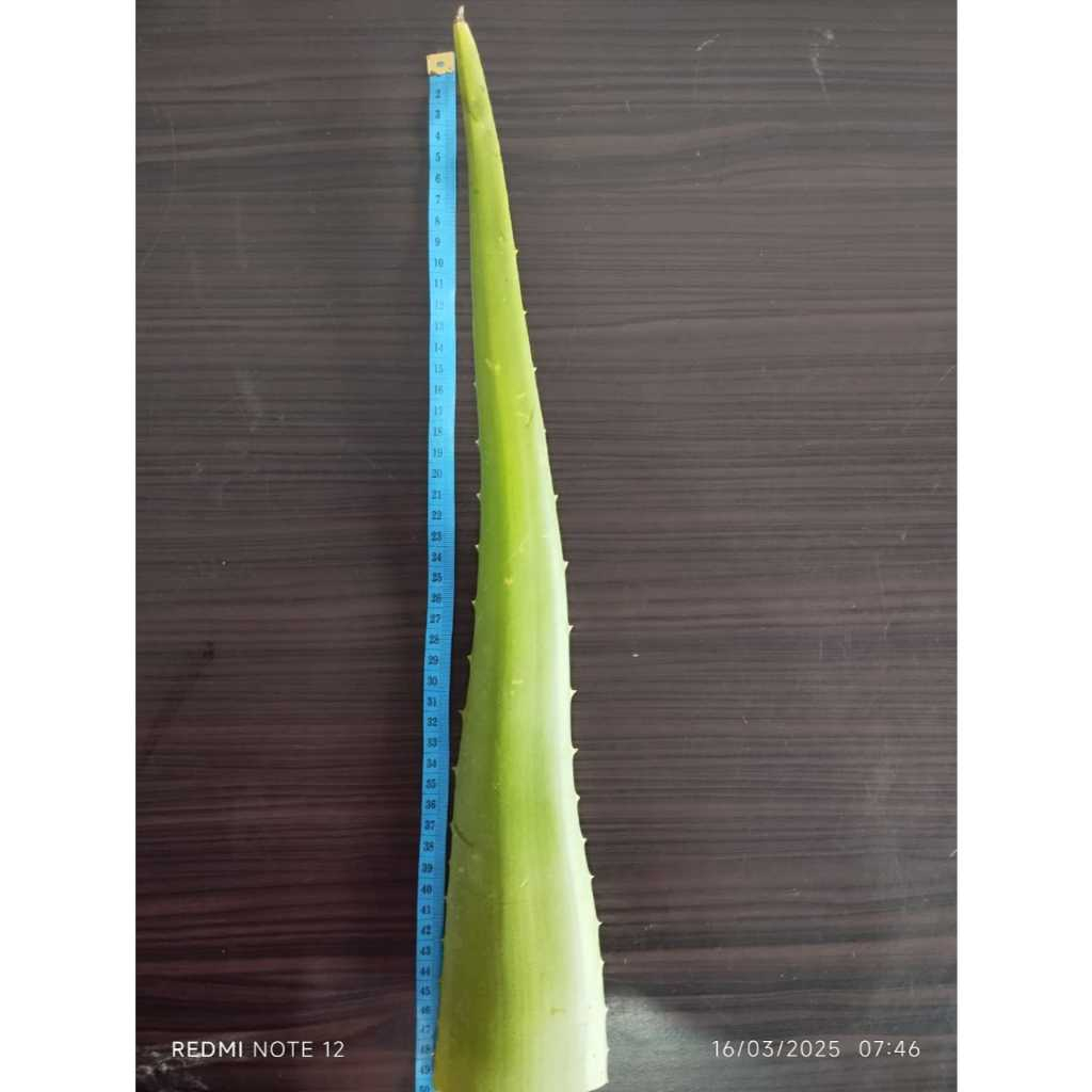 

Pelepah Lidah Buaya Super Jumbo Fresh Aloevera obat herbal kanker hipertensi lambung 1 Pcs
