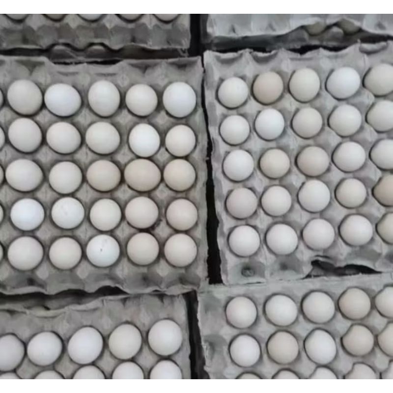 

Telur Ayam Kampung Omega 3