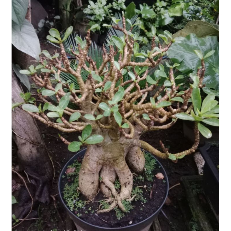 ADENIUM ARABICUM CABANG SERIBU JUMBO