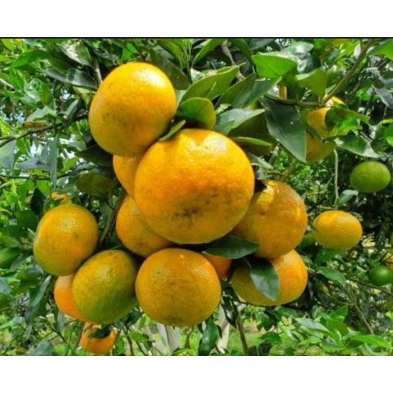 Bibit Jeruk KEPROK RGL MANIS SUDAH BERBUAH