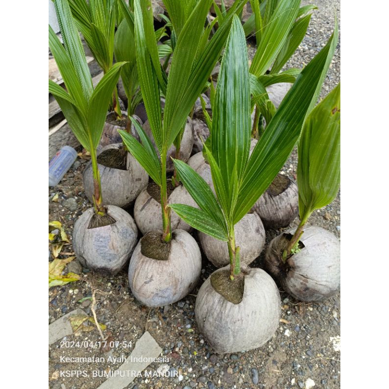 Bibit Kelapa pandan Wangi Asli