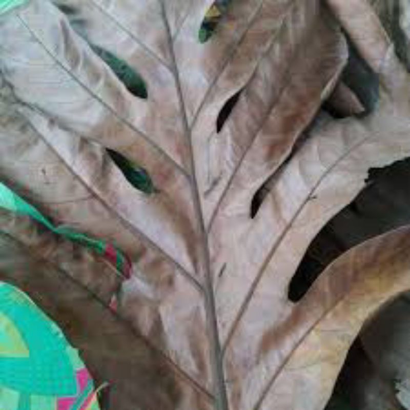 

daun sukun kering organik 100g/herbal jantung