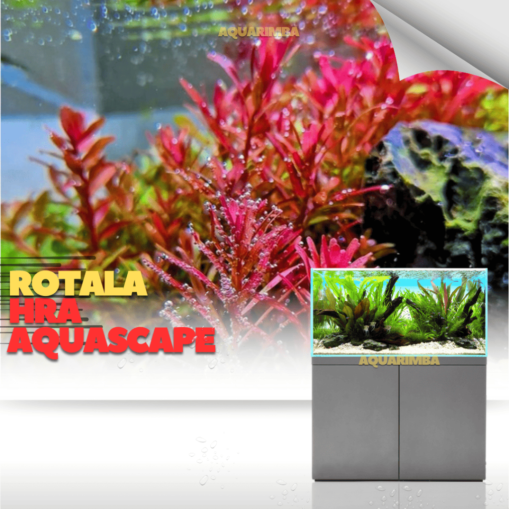 Rotala Hra 20 btg ( Tanaman Aquascape Tumbuhan Air Hidup Hiasan Dekorasi Pohon Rumput Aquarium )