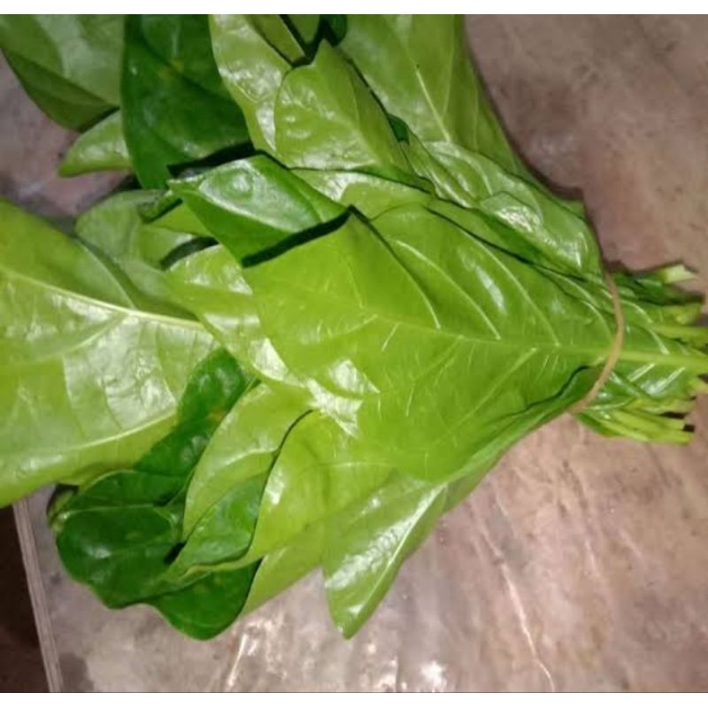 

MURAH!!! Daun mengkudu segar/daun Pace 250gram