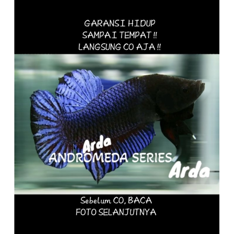 CUPANG ADU SUPER SERI ANDROMEDA ORIGINAL Cupang Adu MDS Medan Super Cupang Adu Lokal Super Cupang Ad