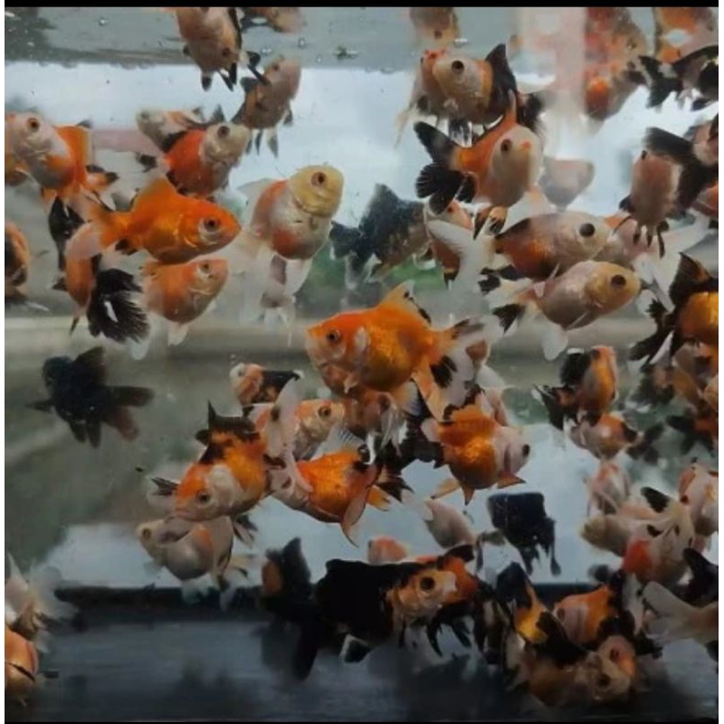 MAS KOKI ORANDA PANDA M