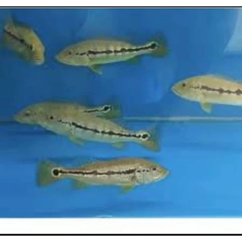 PBASS INTERMEDIA UKURAN 10-12 CM