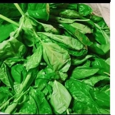 

basil fresh 1 kg