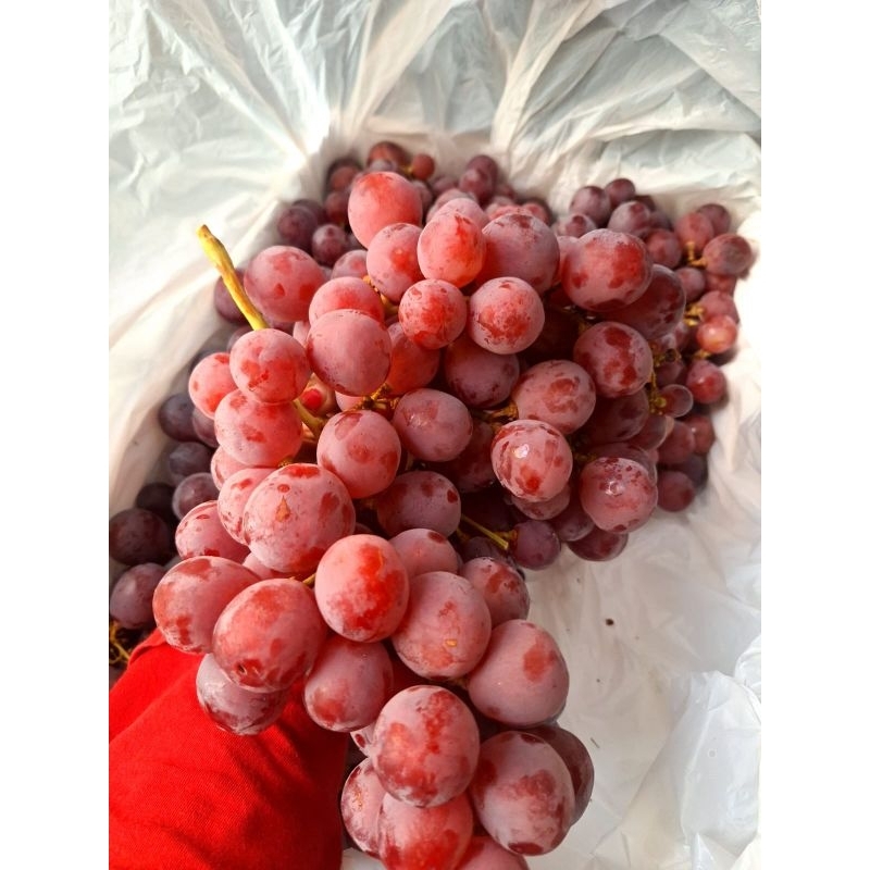 

anggur redglob 1kg dan 500gr