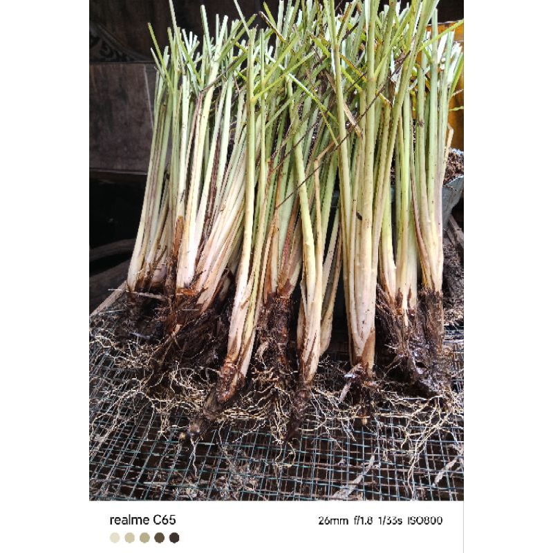 

Bibit sereh putih, bumbu dapur siap tanam (beli 5 gratis 1)