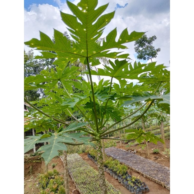 

DAUN PEPAYA 1000 PER LEMBAR